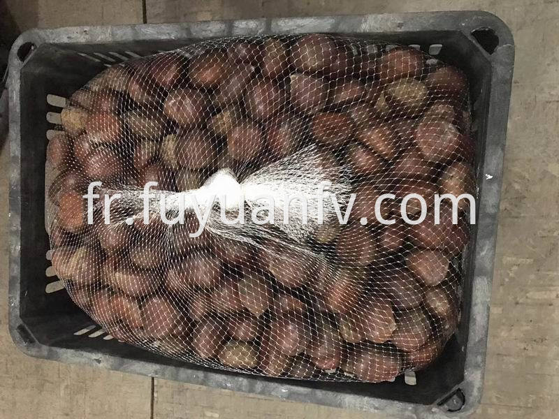 chestnut for USA market
